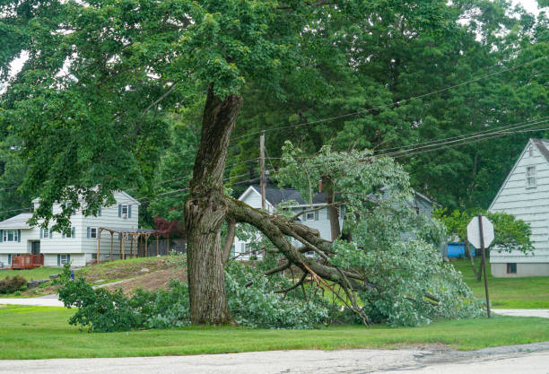 Professional Tree Service in Polkton, NC